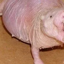 Cancer Detected In Naked Mole Rats The Scientist