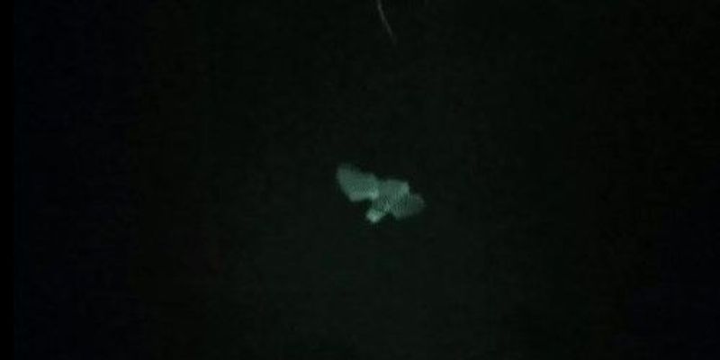 Image of the Day: Bat Attack! | The Scientist