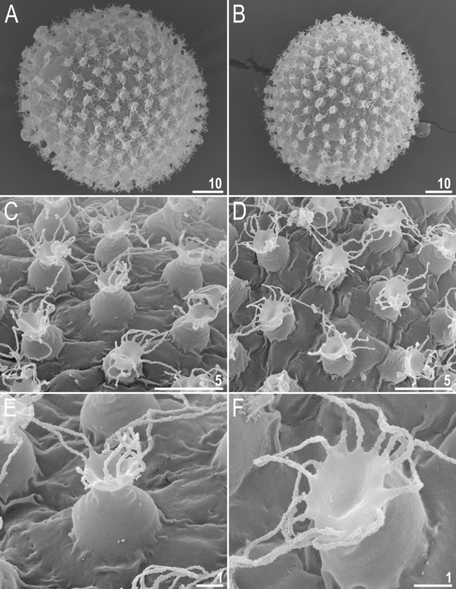 Image of the Day: Tardigrade Eggs | The Scientist Magazine®