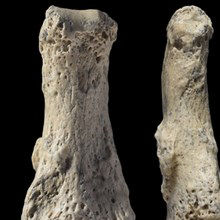 <em>Homo Sapiens</em> Fossil Pushes Back Date of Human Migration from Africa <em>Homo Sapiens</em> Fossil Pushes Back Date of Human Migration from Africa