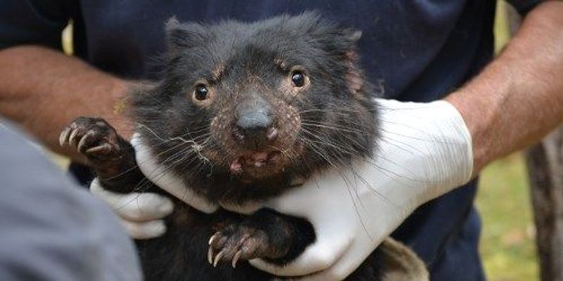 Human Cancer Drugs May Be Effective in Tasmanian Devils | The Scientist
