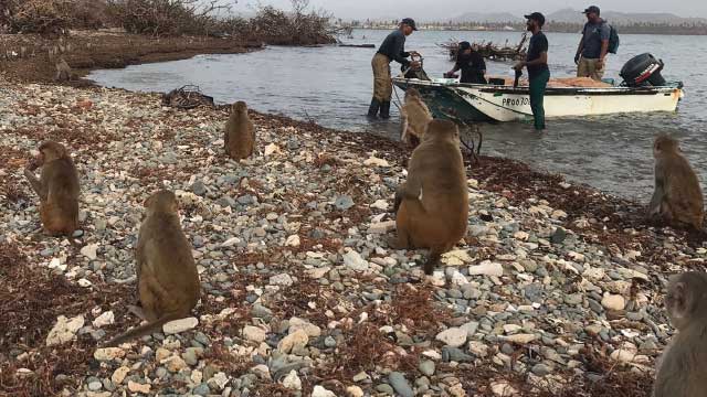 puerto rico monkey island