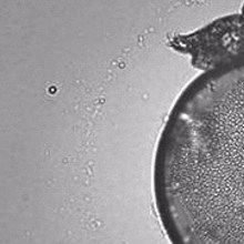 Image of the Day: Tardigrades! Image of the Day: Tardigrades!