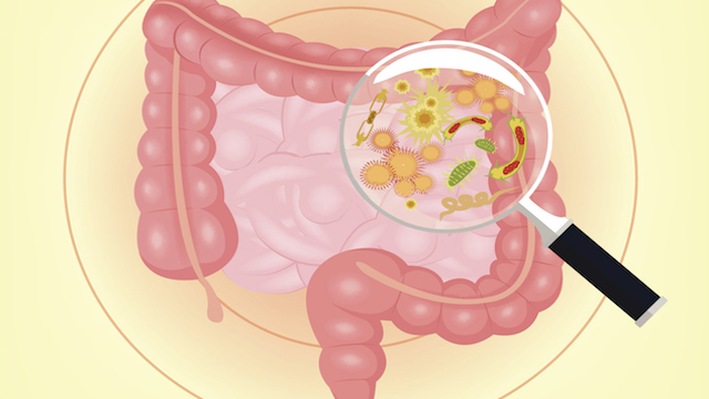 How Do Infant Immune Systems Learn to Tolerate Gut Bacteria? | The