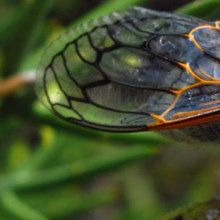 Image of the Day: Minions of the Cicada Image of the Day: Minions of the Cicada