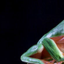 Image of the Day: Frog Leaps Away from Extinction Image of the Day: Frog Leaps Away from Extinction