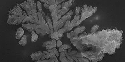 Snowflake Cell Image of the Day: Snowflake | The Scientist
