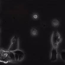 Cells Dancing Image of the Day: Cell Dance | The Scientist