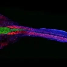 Image of the Day: Tadpole Prism | The Scientist
