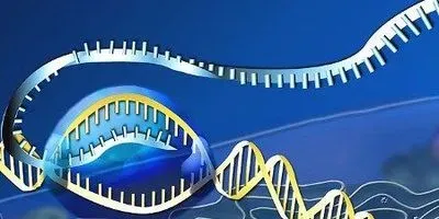 RNA Editing Possible with CRISPR-Cas13 | The Scientist