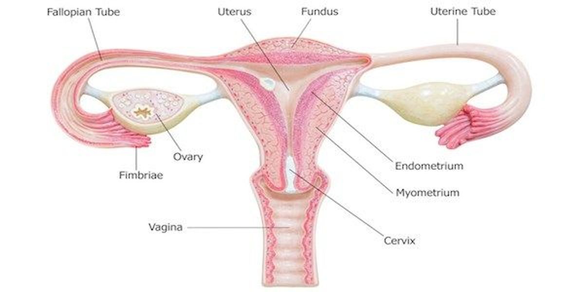 Female Private Part Diagram Draw A Labelled Diagram To Explain The Female Reproductive A 