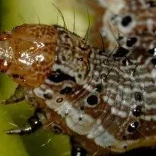 Macromutation Insects Insects Are Increasingly Evolving Resistance to Genetically Modified ...