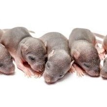 Mouse Gives Birth To 14 Babies On Camera During a Thumbnail