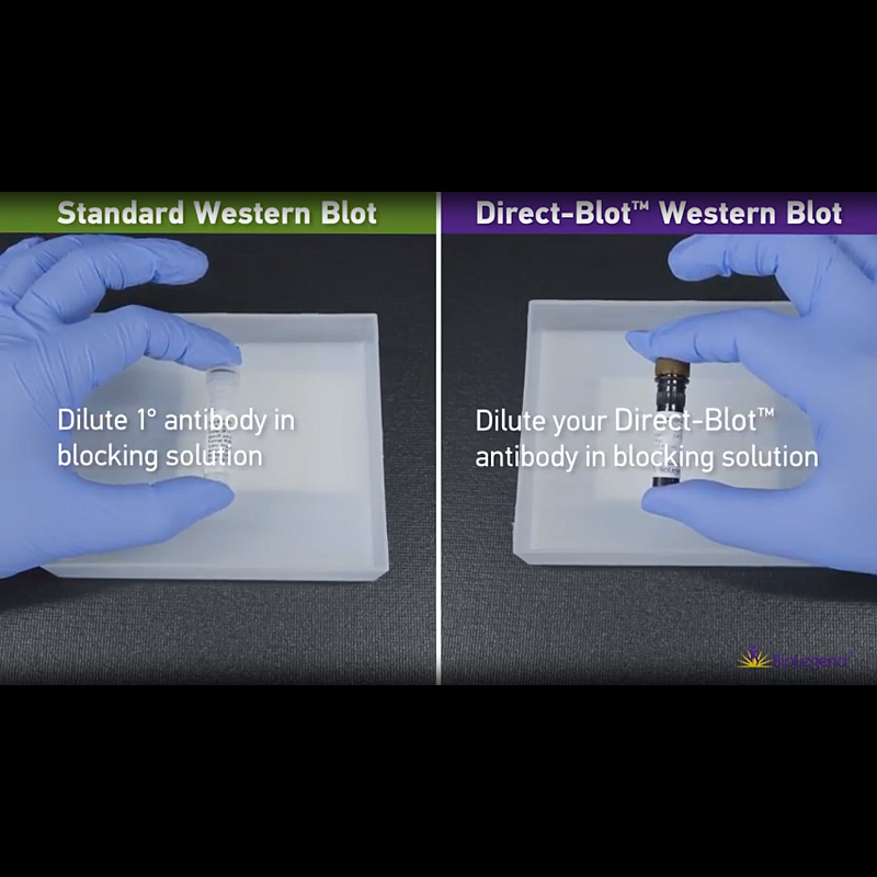 BioLegend: Direct-Blot™ Western Blots | The Scientist