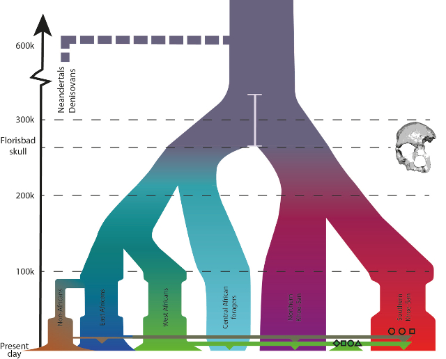 human evolution schematic