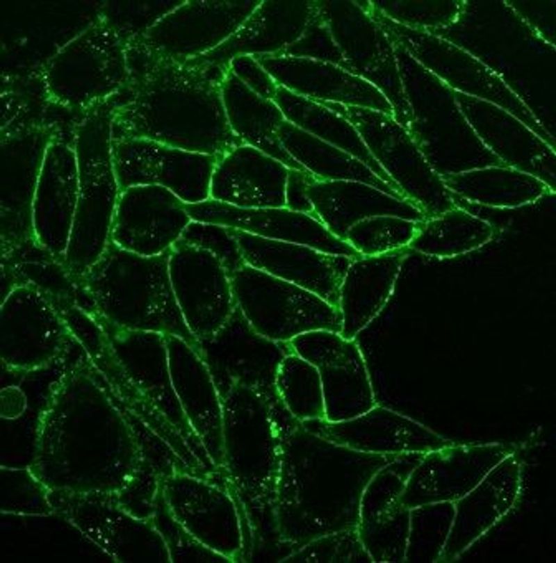 CellBrite™ Fix Fixable membrane dyes for live cells The Scientist