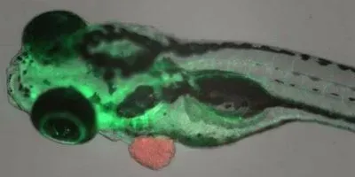Image of the Day: Fish Avatars for Cancer | The Scientist