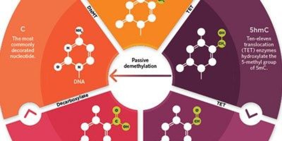 【洋書・専門書】DNA Methylation Protocols 洋書・専門書】DNA Methylation Protocols