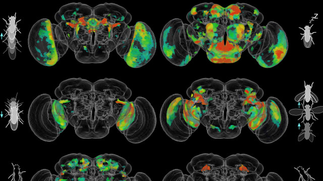 Behavior Circuits Mapped in Whole Fruit Fly Brain