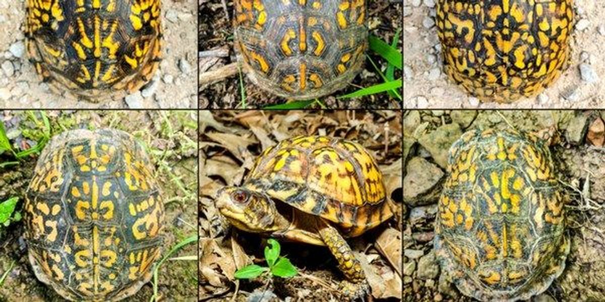 Image of the Day: Boxes of Turtles | The Scientist