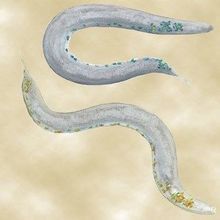 How Roundworms Sleep How Roundworms Sleep