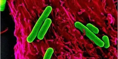 Bright Lights and Bacteria Treat Rats’ Heart Attacks | The Scientist