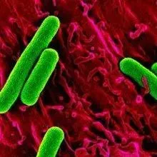 Bright Lights and Bacteria Treat Rats’ Heart Attacks | The Scientist