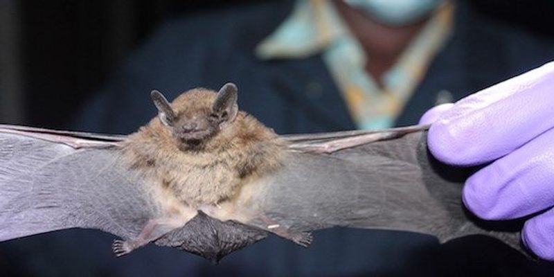 Bats a Major Global Reservoir of Coronaviruses | The Scientist
