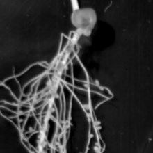 Image of the Day: Root Rave Image of the Day: Root Rave