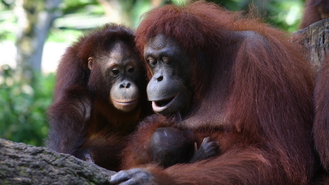 Orangutans Nurse Their Young for More than Eight Years | The Scientist ...