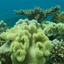 A Coral to Outlast Climate Change | The Scientist Magazine®