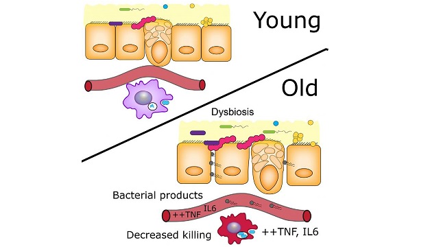 Of Mice And Men: Translating Mouse Age To Human Age - Gowing Life