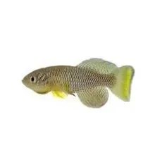 Micral Fish Study: Microbes from Young Fish Extend Older Fish’s Lives | The Scientist