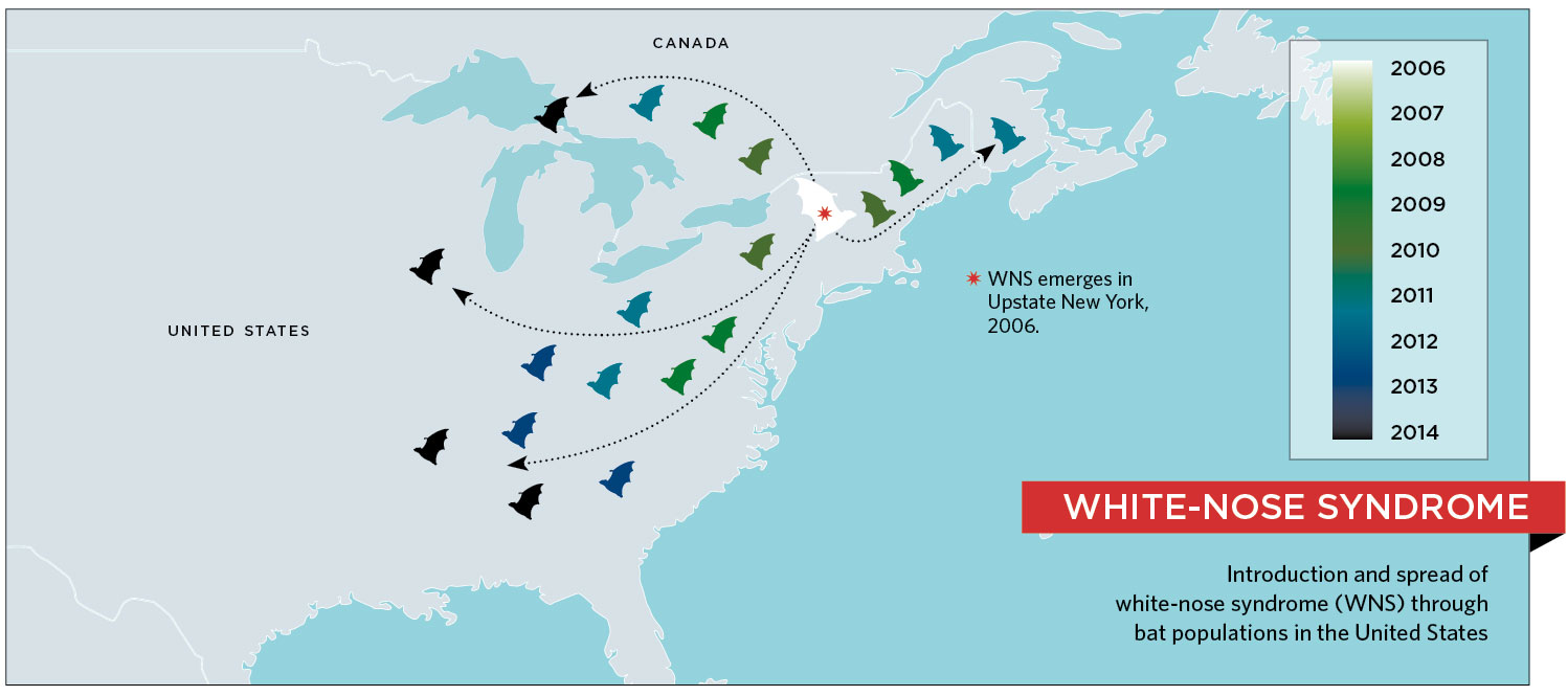 WhiteNose Syndrome Fungus Infects Bats in Texas The Scientist Magazine®