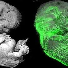 Image of the Day: See-Through Embryos | The Scientist