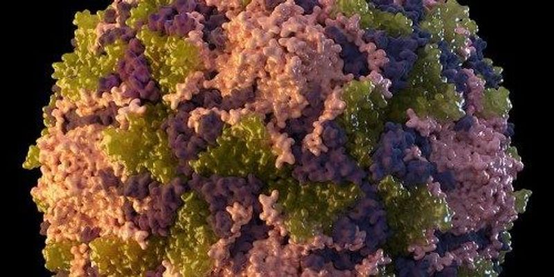 Pathway to Polio Virulence Revealed