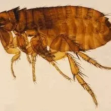 Cases of Murine Typhus Increasing in Texas | The Scientist