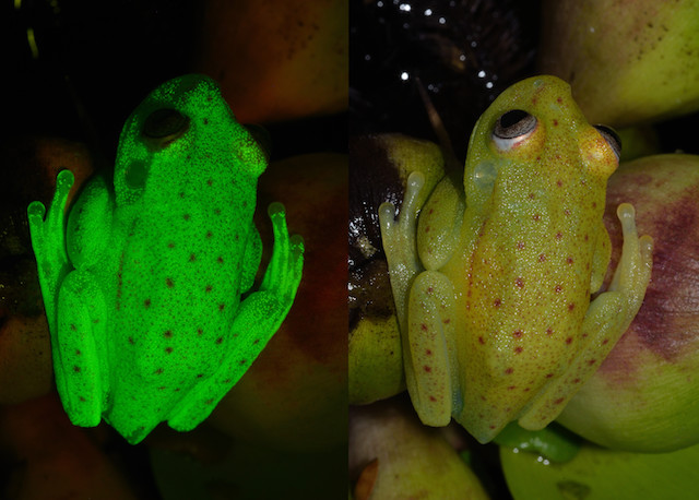 Scientists Discover First Fluorescent Frog The Scientist Magazine