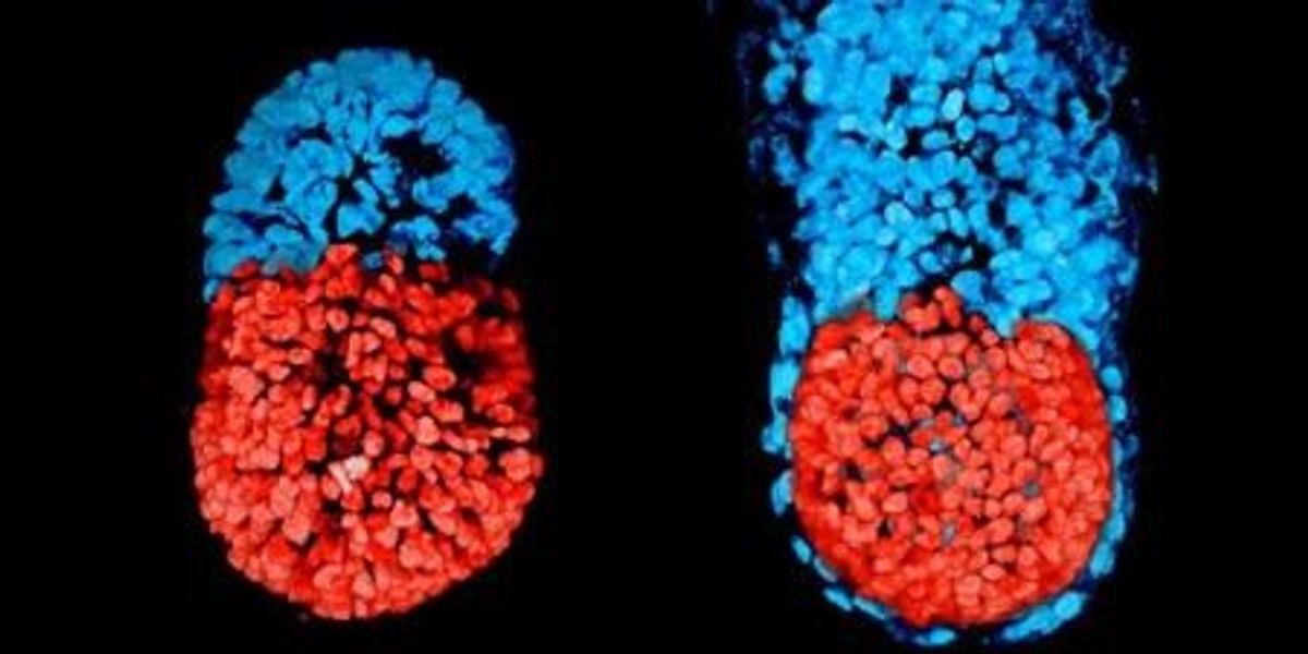 Meet the First Artificial Embryo Made From Stem Cells | The Scientist