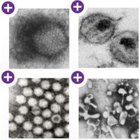 Going Viral: Where Busy Scientists go to Meet the Virus of Their Dreams Going Viral: Where Busy Scientists go to Meet the Virus of Their Dreams