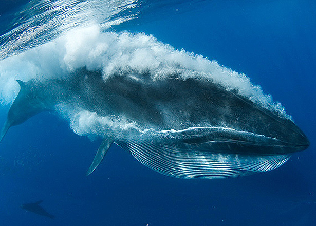 “Waviness” Protects Nerves When Whale Mouths Stretch | The Scientist ...