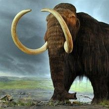 Hybrid Mammoth Embryo Coming Soon? | The Scientist Magazine®