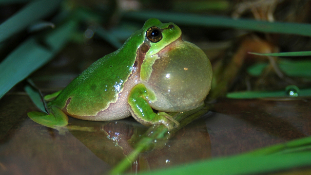 Some frogs have noise-cancelling lungs to dampen other species' calls