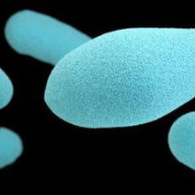 Bacterial Protein Acts as Prion in Yeast and <em>E. coli</em> Bacterial Protein Acts as Prion in Yeast and <em>E. coli</em>