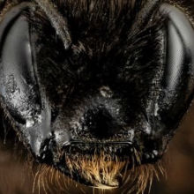 First Bumblebee Species Declared Endangered in U.S. First Bumblebee Species Declared Endangered in U.S.