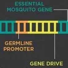 Infographic: Using Gene Drive to Control Malaria | The Scientist