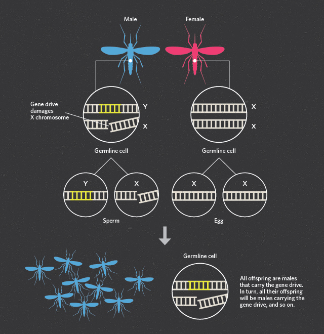 Infographic: Using Gene Drive To Control Malaria | The Scientist Magazine®