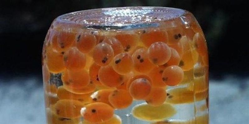 Fish Feay Image of the Day: Fish Fry | The Scientist