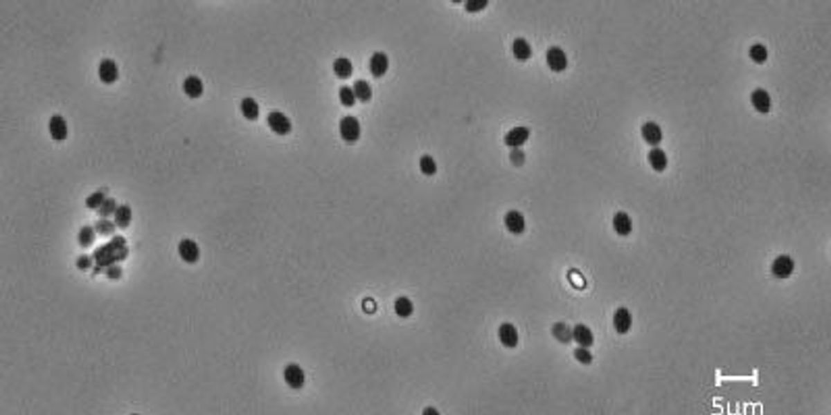 studies-conflict-on-spores-