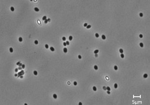 spore formation in bacillus subtilis